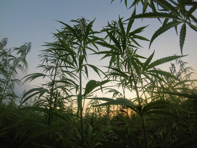 Nielegalne plantacje marihuany w Częstochowie. Dwie osoby zatrzymane!